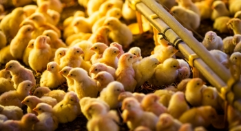 Agrodefesa reforça medidas para evitar foco de gripe aviária no estado